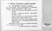 Melampsora epitea image